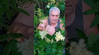 Esta planta es la aspirina vegetal 💊🌿 Filipendula ulmaria 💊🌿 Spirea ulmaria [upl. by Norrag]