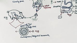 Taenia solium Lifecycle  Tapeworm  Taeniasis  Cysticercosis  English [upl. by Valma594]