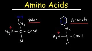 Introduction to Amino Acids [upl. by Goodrich]