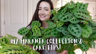 My complete Maranta Collection and Care tips  How I keep my Marantas happy [upl. by Rumilly341]