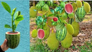 Jackfruit and Watermelon The most lethal technique for grafting tree  how to grow jackfruit tree [upl. by Ettenay]