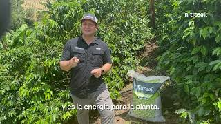 AgroConectandoConDATI ¿Deficiencias nutricionales cultivos de café [upl. by Oliy372]