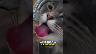 El secreto de la lengua de los gatos😱😱shorts [upl. by Alimak]