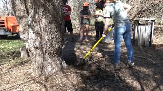 Air excavation of tree roots [upl. by Shiller]