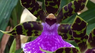 ZYGOPETALUM ORCHID WITH THREE SPIKES SOME ORCHID CARE AND CULTURE TIPS [upl. by Haras]