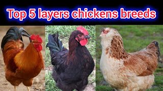 Top 5 layers chickens breeds  sub se zyada anda dene wali murgiyan  Australorp marans Sussex [upl. by Nadaha]