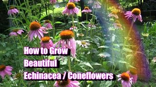 How to Grow Beautiful Echinacea  Coneflowers [upl. by Travus439]