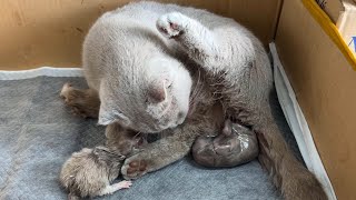 Cat Giving Birth Cat givings birth to 3 kittens of the same color  The End [upl. by Lancelot639]