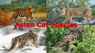 All Cat Species Asia  Species List [upl. by Hsinam]