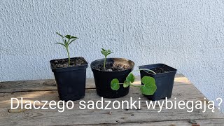 Dlaczego sadzonki wybiegają [upl. by Gaelan191]