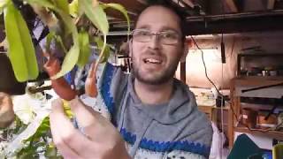 Nepenthes Ventricosa  Repotting and Care [upl. by Torruella]