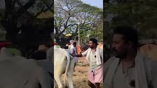 Pollachi tamil song pollachi tamilshorts love animals kerala music tamilnadu [upl. by Fernyak]