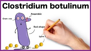 Clostridium botulinum Simplified Morphology Pathogenesis Types Clinical features [upl. by Wiburg472]