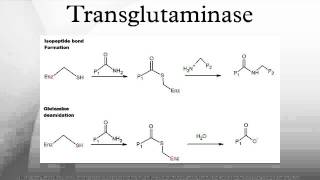 Transglutaminase [upl. by Deck]