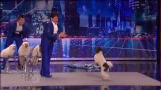 Olate Dogs  Winner of Americas Got Talent 2012 [upl. by Baugh]