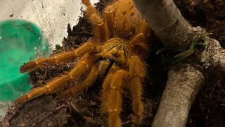 Rehousing my OBT obttarantula arachnid pet rehousingspiderlove [upl. by Flemming141]