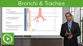 Bronchi amp Trachea – Pulmonary Pathology  Lecturio [upl. by Anneres]