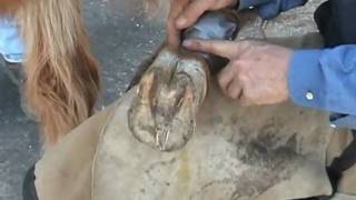 Laminitis First Aid Treatment and Foot Function Restoration using Styrofoam [upl. by Alastair]