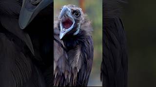 Near extinct Cinereous Vulture looking around wildlife shorts vulture [upl. by Nostaw742]