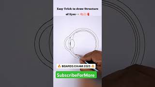 Board Exam 2025 Eye Structure 🎯🎯boardexam [upl. by Nahtam529]