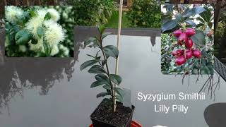 Lilly Pilly Syzygium Smithii taking a closer look [upl. by Tsui]