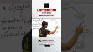 Sporulation  Bacterial Spore Germination amp Formation lab technician class Sporulation formation [upl. by Girand]