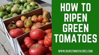 How to Ripen Green Tomatoes [upl. by Lokkin]