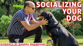 How to Socializing your Puppy or Dog Breed with other Dogs and People Training by Baadal Bhandaari [upl. by Llerrahs]