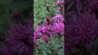 Ironweed [upl. by Ginnifer]