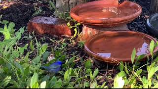 Splendid Fairywren [upl. by Ykcaj471]