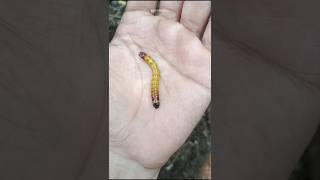 Click Beetle Larva  Wireworm [upl. by Jeffrey]