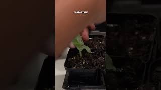 Starting Seeds How to Uppot Seedlings for Stronger Growth [upl. by Eenrahc677]