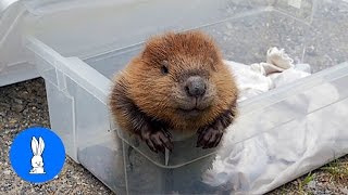 Eager Baby Beavers Eating Timber  CUTEST Compilation [upl. by Koblas]