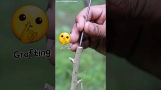 Best 👌 way To Grafting Plants  Fruit Tree grafting [upl. by Renat]