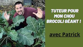 POTAGER  Un tuteur pour soutenir mes choux brocolis et absence de la piéride du chou [upl. by Esirtal]