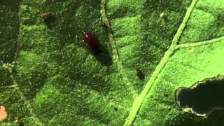 Colorado Potato Beetle Management [upl. by Robinetta]