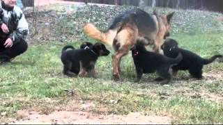 Les chiots Berger allemand a Holi  1 mois de vie [upl. by Arikahc]