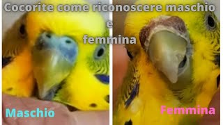 cocorite come riconoscere maschio e femmina [upl. by Calysta771]