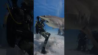 Sneaky Predator Great Hammerhead Exposed🦈👀🐬🤿🌊shorts shortsfeed shortvideo viralvideo trending [upl. by Crysta]