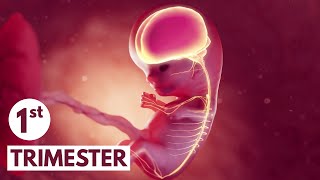 First Trimester  3D Animated Pregnancy Guide [upl. by Roer]