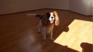 CAVALIER Sweet Cavalier King Charles Spaniel [upl. by Jun]