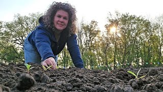 Planting my seedling starts into the field garden amp checking soil temps  Vlog  MidMay 2024 [upl. by Adnyc870]