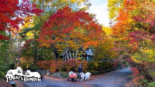 紅葉を楽しみながらのんびりお散歩したルンルンとアランとベルです Great Pyrenees グレートピレニーズ [upl. by Halludba]