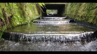 Bon Accord Creek Flexibaffles Bring Salmon Back [upl. by Enomes]