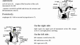 12Thorax anatomy Trachea الدكتور احمد كمال [upl. by Tnilf]