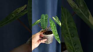 Variegated Billietiae aroidindonesia plants indoorplants [upl. by Anotal]