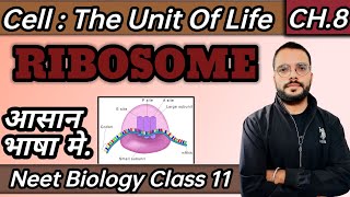 Ribosome  Cell  Cell  The Unit Of Life  CellBiology  Cell Biology Class 11 [upl. by Rayshell]