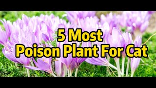 5 Most Poison Plant For Cat [upl. by Stefan]