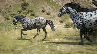 Horses  Red Dead Redemption 2  Appaloosa horse herd [upl. by Sheline]