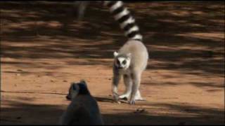 The Ringtailed Lemur [upl. by Cerallua]